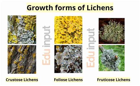 Lichens Structure And Forms Of Growth