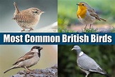 What Are The Most Common British Birds - List, Pictures, Info & ID Tips