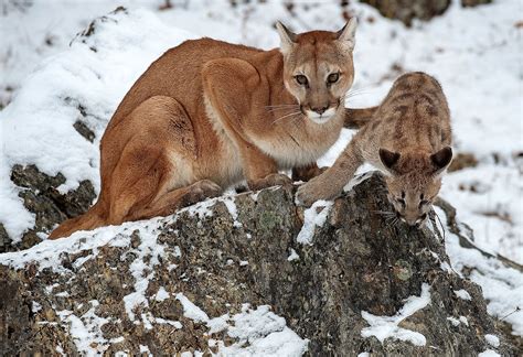 Mučení Kapitáne Brie Lanthanum Cougar Vs Mountain Lion Vs Puma Ložnice