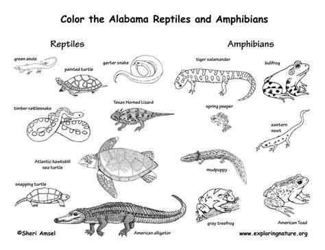 Alabama Habitats Mammals Birds Amphibians Reptiles