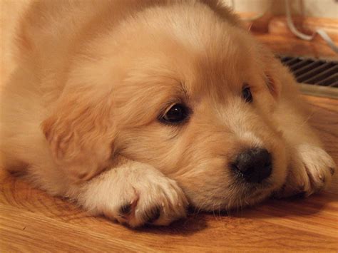 For sale 3 1/2 month old akc great pyrenees puppy. Golden Pyrenees Dog Breed Health, Training, Feeding ...