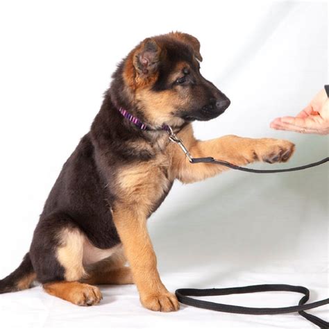 The Ultimate 8 Step Guide To Leash Training A German Shepherd Puppy