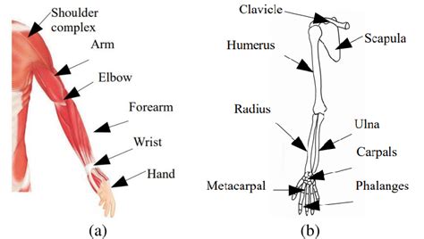 A Upper Limb Parts With Muscles B Main Bones Of Upper Extremity