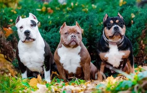 Types Of Pitbulls A Z List Of Every Pitbull Breed Marvelous Dogs