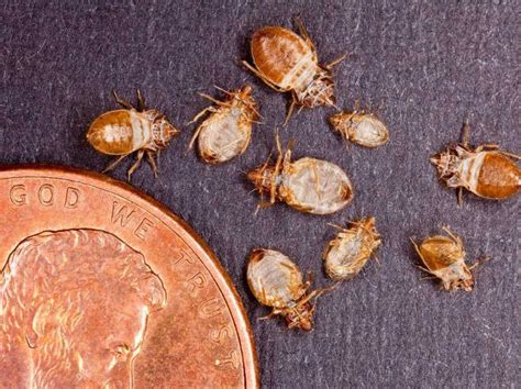 Different Types Of Bed Bugs