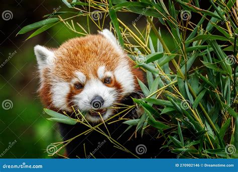 Portrait Of Feeding Red Panda Red Panda Ailurus Fulgens Chewing