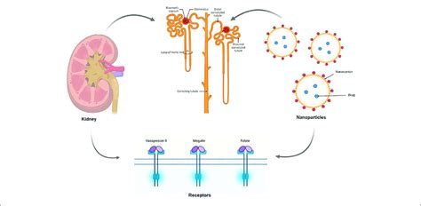 Schematic Mechanism Of Kidney Targeted Drug Delivery The Renal