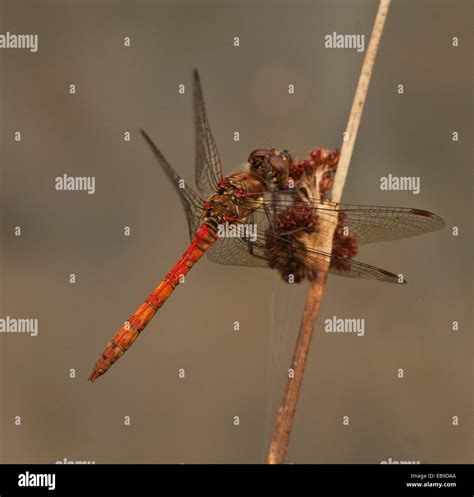 Dragonfly Common Darter Wild Female Nature Stock Photo Alamy