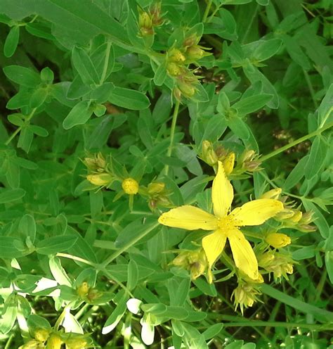 Small 5 Petal Yellow Flower Best Flower Site