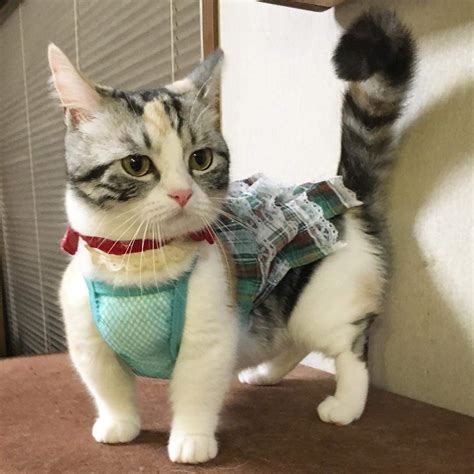 Pica has many possible causes. Funny cats - part 215 (40 pics + 10 gifs) | Amazing Creatures