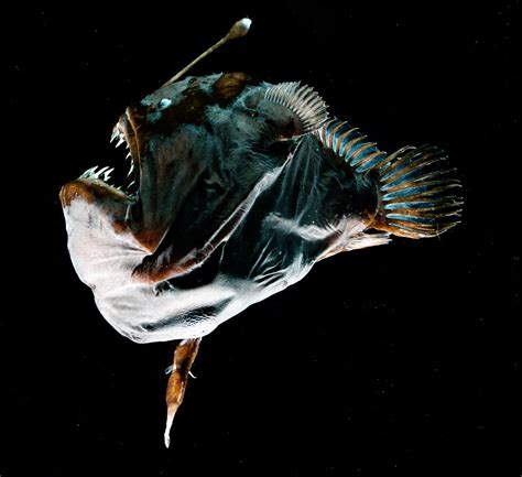 Busting Ocean Myths This Anglerfish Is Not As Kink As You Think