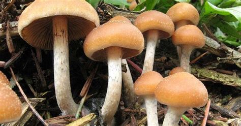 Pictures Of Psychedelic Mushrooms All Mushroom Info