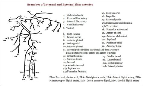 External Iliac Artery