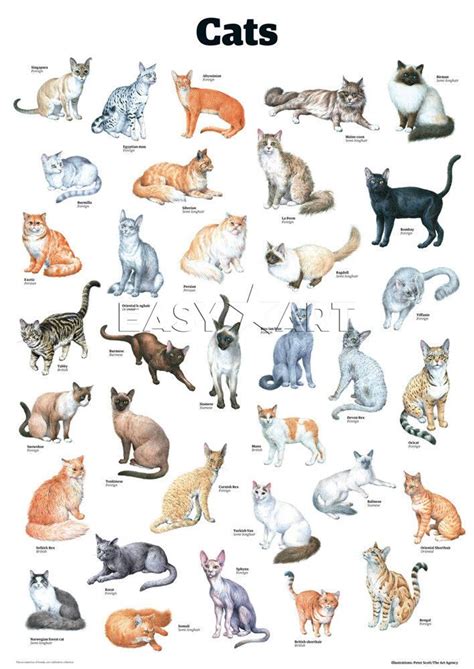 Cat Breeds Poster Pets Lovers