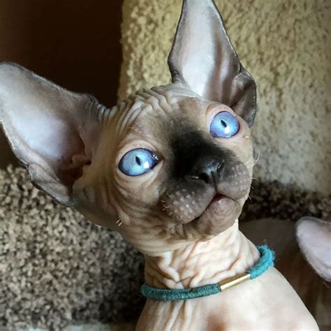 Deep Ocean Blue Eyes Love Them Fluffy Cat Breeds Hairless Cat Sphynx