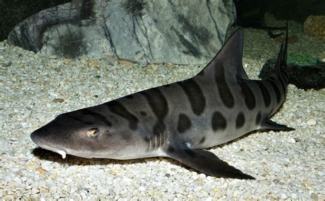 Leopard Sharks Facts Fun Facts You Need To Know