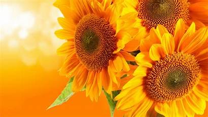 Sunflower Desktop Whimsical Sunflowers Yellow Wallpapers Daisies