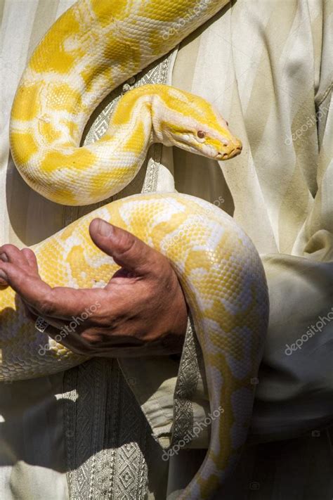 Although pythons are not venomous. Schöne gelbe Pythonschlange - Stockfotografie: lizenzfreie ...