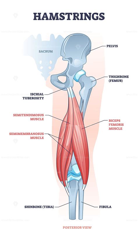 Hamstring Posterior Muscle Anatomy With Bones And Ligaments Outline