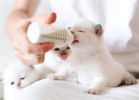 Take the cooled bottle and fill it with a kitten milk replacement formula that can be purchased at a pet store or online. 6 Tips for Safely Bottle Feeding Kittens