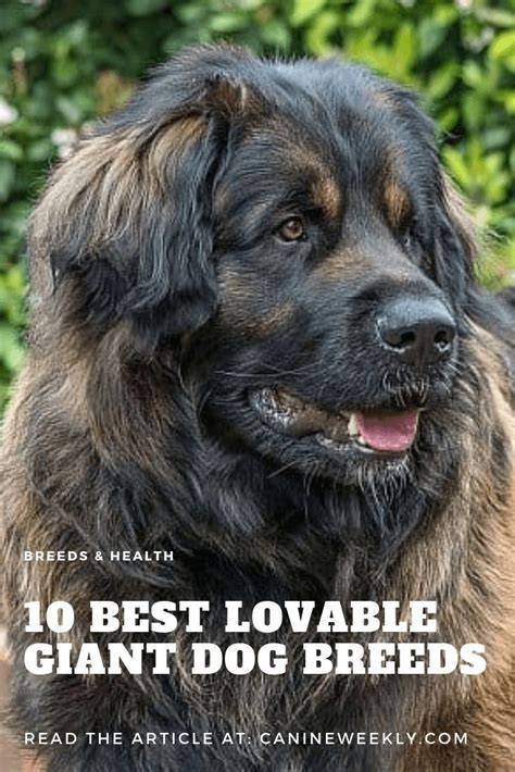 10 Best Extra Large Dog Breeds For Lovers Of Huge And Giant Dogs