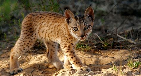 Iberian Lynx Animal Wildlife