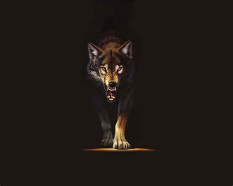 Wolf Hd Computer Wallpapers Wallpaper Cave
