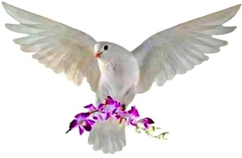 Rock Dove Png Photo Image Png Play