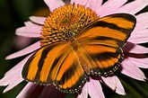Le 10 farfalle più belle del mondo, tutte le foto all'interno dell'articolo