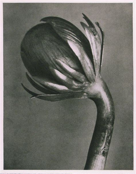 A Black And White Photo Of A Flower With Long Stems In The Center On A