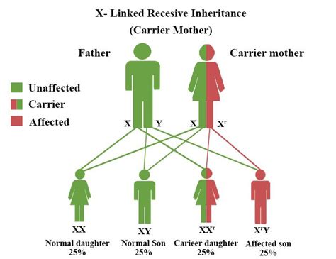 Sex Linked Inheritance In Man Human Genetic Disease 2022 10 24