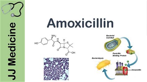 Amoxicillin Bacterial Targets Mechanism Of Action Adverse Effects