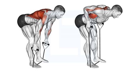 Band Bent Over Row Guide Benefits And Form