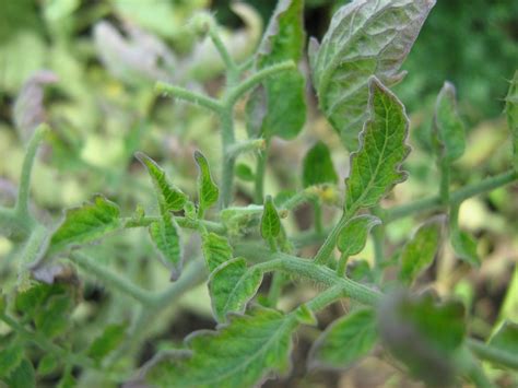 Serangan Hama Thrips Pada Budidaya Tomat Agrokompleks Kita