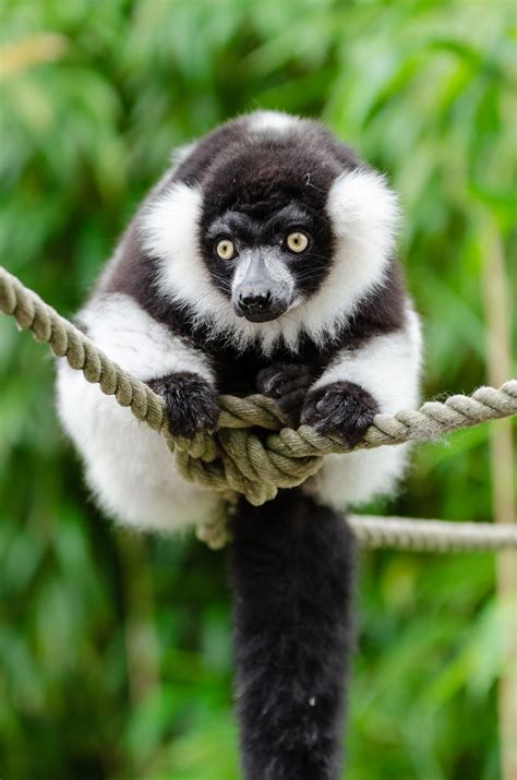 Bakgrundsbilder Fågel Djur Vilda Djur Och Växter Zoo Näbb