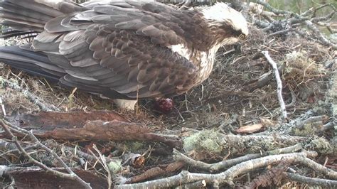 First Osprey Egg At Loch Of The Lowes Scottish Wildlife Trust