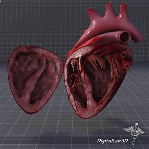 It is a muscular organ around the size of a closed fist, and it sits in the chest, slightly to the left of in this article, we explore the structure of the heart, how it pumps blood around the body, and the electrical system that controls it. Human Heart Anatomy 1 3D | CGTrader