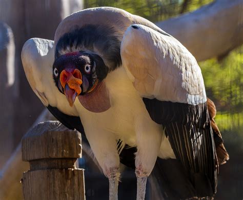 10 Most Beautiful Birds Having Unique Beaks Hubpages