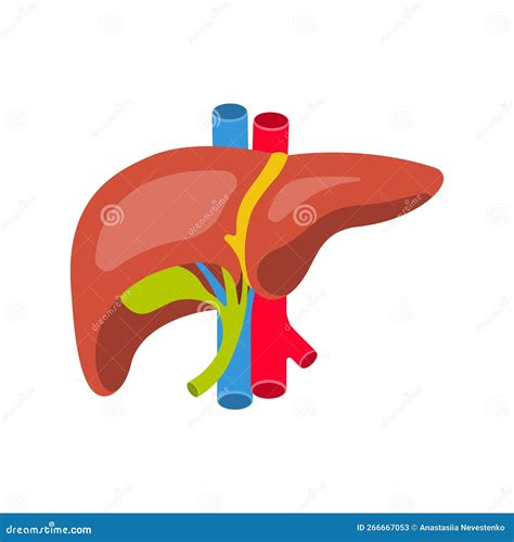 Human Liver Anatomy Of The Human Liver Gallbladder Aorta And Portal