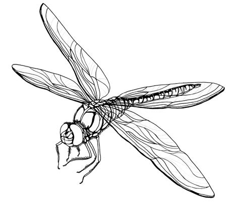 Line Drawing Of Dragonfly Could Use For Adult Coloring Dragonfly