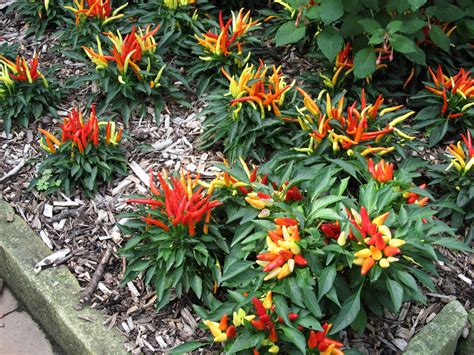 Ornamental Peppers Sizzle In Autumn | What Grows There :: Hugh Conlon ...