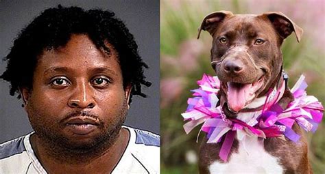 Update Parole Denied For Abuser Of Caitlyn The Dog Caitlyn Became
