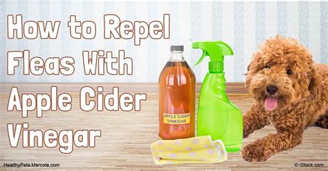 While It Doesnt Kill Fleas Apple Cider Vinegar Can Be Use As A