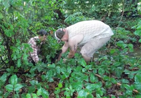 Young Blue Heron Rescue Rehabilitating Orphan And Injured Wildlife