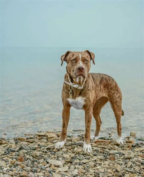 The Catahoula Bulldog Mix A High Maintenance Breed That Is Not For Heat