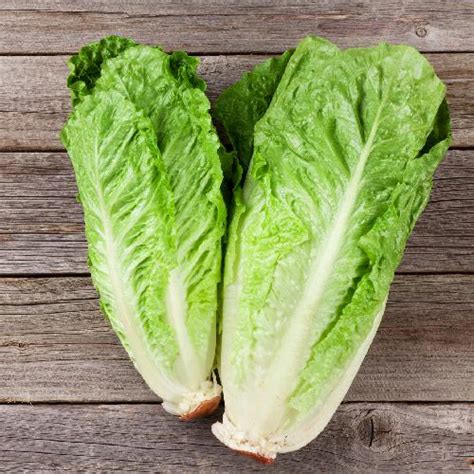 Romaine Lettuce Paris White Cos Heirloom Florida Garden Seeds