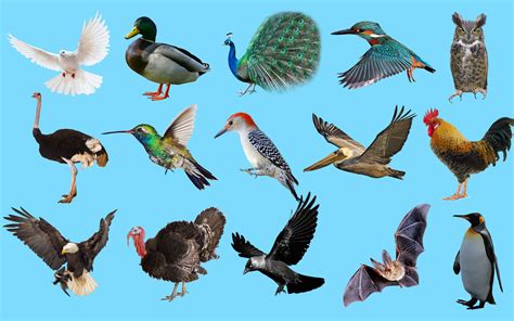 Từ vựng tiếng Nhật về các Loài Chim Trường Đại Học Ngoại Ngữ Hà Nội