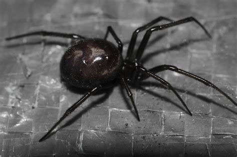 Consider the black widow spider. Black Widow Spider—Happy Halloween - a photo on Flickriver