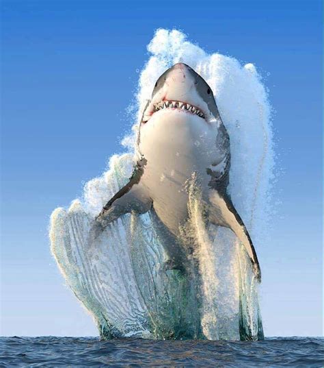 A Great White Shark Breaching Hd Phone Wallpaper Pxfuel