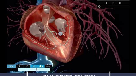 Visible Body Physiology And Pathology Beating Heart Simulation Promo